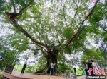 儋州调南村村民爱护生态 古树奇树成景点 - 中新网海南频道