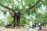 儋州调南村村民爱护生态 古树奇树成景点 - 中新网海南频道