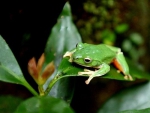 海南热带雨林国家公园体制试点区发现19个新物种 - 海南新闻中心