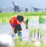 学生到三亚水稻公园体验水稻主题研学游。海南日报记者 封烁 摄 - 中新网海南频道