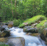海南热带雨林国家公园体制试点区吊罗山林区的一处溪流，该林区其蕴藏的水资源是海南三大林区之首。 - 中新网海南频道