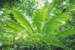 桫椤在海南热带雨林国家公园体制试点区吊罗山林区分布广泛。 - 中新网海南频道