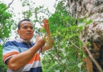 8月20日，在海南热带雨林国家公园体制试点区吊罗山林区，梁宜文向记者介绍植物知识。 - 中新网海南频道