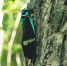 自然爱好者在鹦哥岭拍到的蝉。袁浪兴 供图 - 中新网海南频道