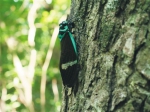 自然爱好者在鹦哥岭拍到的蝉。袁浪兴 供图 - 中新网海南频道