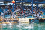 2020年4月22日，陵水黎族自治县分界洲岛，游客观赏海豚跳跃。童国强 摄 - 中新网海南频道