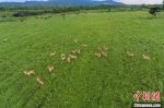 海南坡鹿数量增多 种群逐渐稳定 - 中新网海南频道