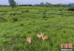 海南坡鹿数量增多 种群逐渐稳定 - 中新网海南频道