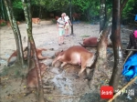 一声巨响！澄迈一农户的7头黄牛被雷劈死 损失惨重 - 海南新闻中心