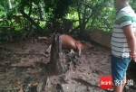 一声巨响！澄迈一农户的7头黄牛被雷劈死 损失惨重 - 海南新闻中心