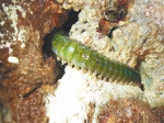 藏身于礁石间的博比特虫。tangtangma 摄 - 中新网海南频道