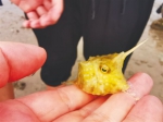 　在琼海博鳌海边捞上一只萌萌的箱鲀，观察后便放归大海了。tangtangma 摄 - 中新网海南频道
