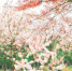 　今年上半年，莲花山景区的樱花庄园吸引大量游客来“打卡”。图为游客观赏樱花。海报集团全媒体中心记者 陈若龙 摄 - 中新网海南频道