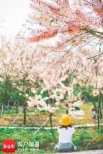 　今年上半年，莲花山景区的樱花庄园吸引大量游客来“打卡”。图为游客观赏樱花。海报集团全媒体中心记者 陈若龙 摄 - 中新网海南频道