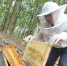 白沙黎族小伙高胜章身残志坚 发展养蜂酿蜜产业为白沙农产品再添活力 - 海南新闻中心