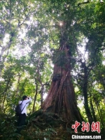 图为9月初游客在海南琼中体验热带雨林游。　尹海明 摄 - 中新网海南频道