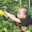 亲子 10月6日，一对母子游客在澄迈福山镇侯臣采摘园采摘福橙。 - 中新网海南频道