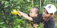 亲子 10月6日，一对母子游客在澄迈福山镇侯臣采摘园采摘福橙。 - 中新网海南频道