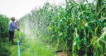 农民在对甜玉米进行田间管理。 海南日报记者 苏晓杰 摄 - 中新网海南频道