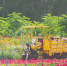 近日，洋浦绿梦苗圃基地，建档立卡贫困户将种好的草花装车运往洋浦城区道路两旁进行摆放。邓晓龙 摄 - 中新网海南频道