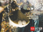 大洲燕归来：海南加大国内唯一爪哇金丝燕稳定栖息地保护力度 - 海南新闻中心