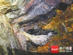 大洲燕归来：海南加大国内唯一爪哇金丝燕稳定栖息地保护力度 - 海南新闻中心