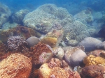 大洲岛海域的珊瑚。 - 中新网海南频道