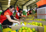 “琼中绿橙”正式开摘上市 预计产量达1000万斤 - 海南新闻中心
