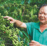 近日，在大丰咖啡种植园中，职工何新权查看咖啡豆的长势。 - 中新网海南频道