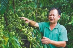 近日，在大丰咖啡种植园中，职工何新权查看咖啡豆的长势。 - 中新网海南频道