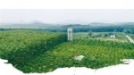 　俯瞰大丰咖啡种植园。 本版图片均由本报记者 邓钰 摄 - 中新网海南频道