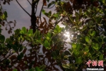 海口鸭尾溪栽种的红树。凌楠 摄 - 中新网海南频道