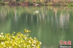 海口鸭尾溪湿地公园白鹭飞翔。凌楠 摄 - 中新网海南频道