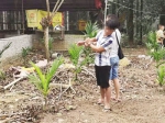 屯昌2男偷19头小猪想养肥再卖 饲养2个月后被警方找上门 - 海南新闻中心