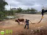 事发澄迈！200多斤重黄牛掉进排污管道，牛主人的这个动作起大作用… - 海南新闻中心