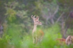海南坡鹿种群数量以每年15%速度递增 - 中新网海南频道
