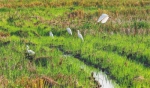 栖息在海南新盈红树林国家湿地公园的白鹭。袁琛 摄 - 中新网海南频道