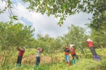琼海万泉镇油茶果种植基地工人在采摘油茶果。阮琛 供图 - 中新网海南频道