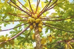 位于琼海大路镇的海南盛大现代农业开发有限公司热带水果优良品种引进与示范基地，培育了多种热带水果新品种。阮琛 供图 - 中新网海南频道