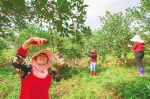 在位于琼海市万泉镇的海南农垦红昇农场公司油茶种植基地，工人们在采摘油茶果。袁琛 摄 - 中新网海南频道
