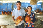 屯昌县南吕镇落根村的脱贫村民陈有英和妻子在展示自家养殖的鸡。方山 摄 - 中新网海南频道
