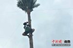 2020年第三届攀爬椰子树全国邀请赛三亚举行 - 中新网海南频道