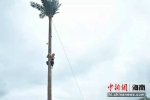 2020年第三届攀爬椰子树全国邀请赛三亚举行 - 中新网海南频道