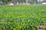 在昌江石碌镇山竹沟村，数百亩毛豆正迎来采摘季。凌楠 摄 - 中新网海南频道