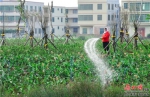 　海口江东新区迈雅河区域生态修复项目内，工人在给绿植浇水。康登淋 摄 - 中新网海南频道