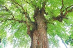 乐东的酸豆树。 林东 摄 - 中新网海南频道