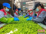 图为工人们在位于海南省昌江黎族自治县的海南欧兰德现代农业开发有限公司毛豆加工厂工作。　尹海明 摄 - 中新网海南频道