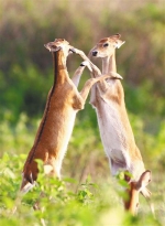 两只坡鹿在嬉戏。海南日报记者 苏晓杰 摄 - 中新网海南频道