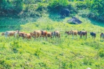 放养在山坡上的小黄牛。 李幸璜 摄 - 中新网海南频道