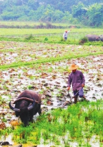 水牛在耕地。 古月 摄 - 中新网海南频道